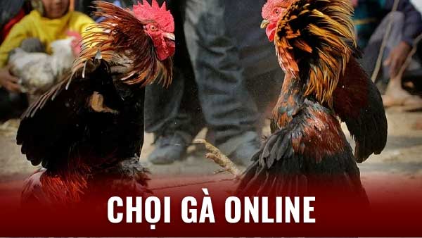 Luật chơi và quy định